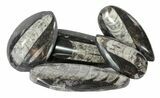 Polished Orthoceras Fossils Wholesale Lot - Pieces #59971-1